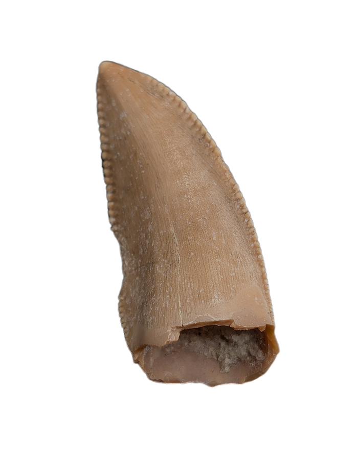 Majungasaurus Pre-Max Tooth