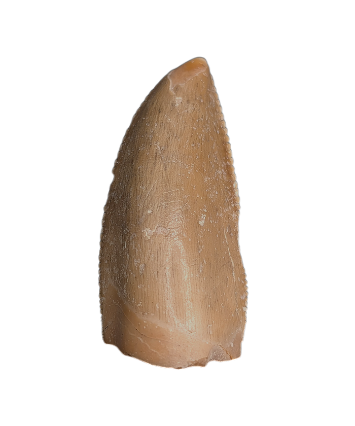 Majungasaurus Pre-Max Tooth