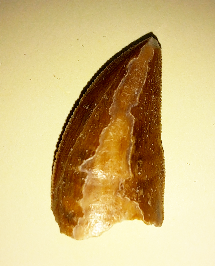 Majungasaurus Tooth