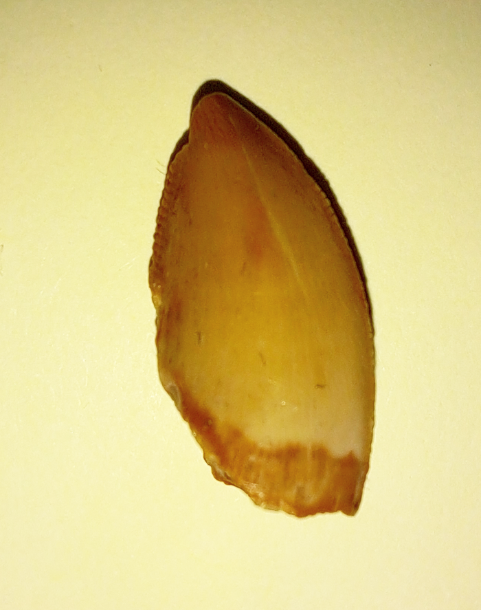 Majungasaurus Tooth