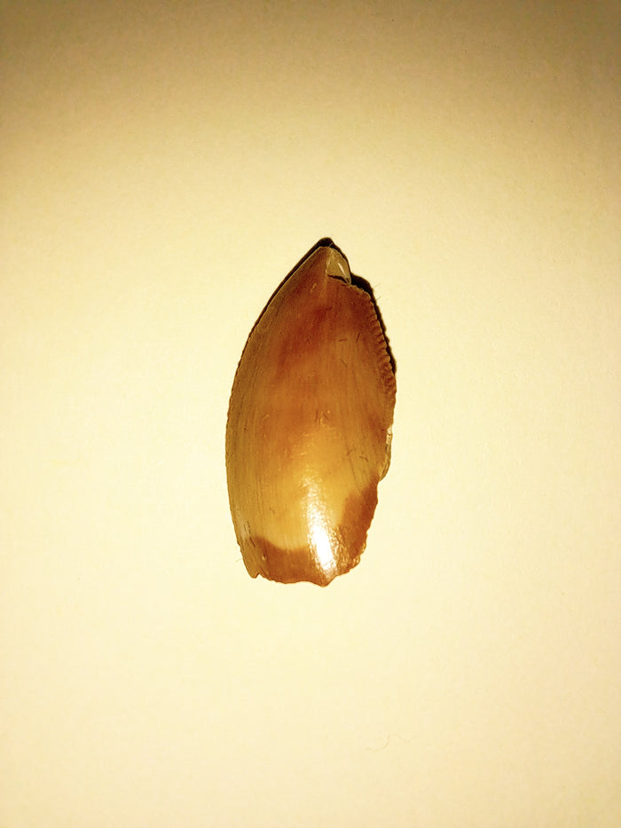 Majungasaurus Tooth