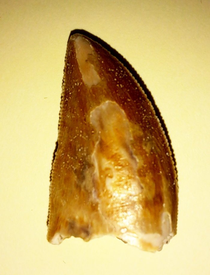 Majungasaurus Tooth