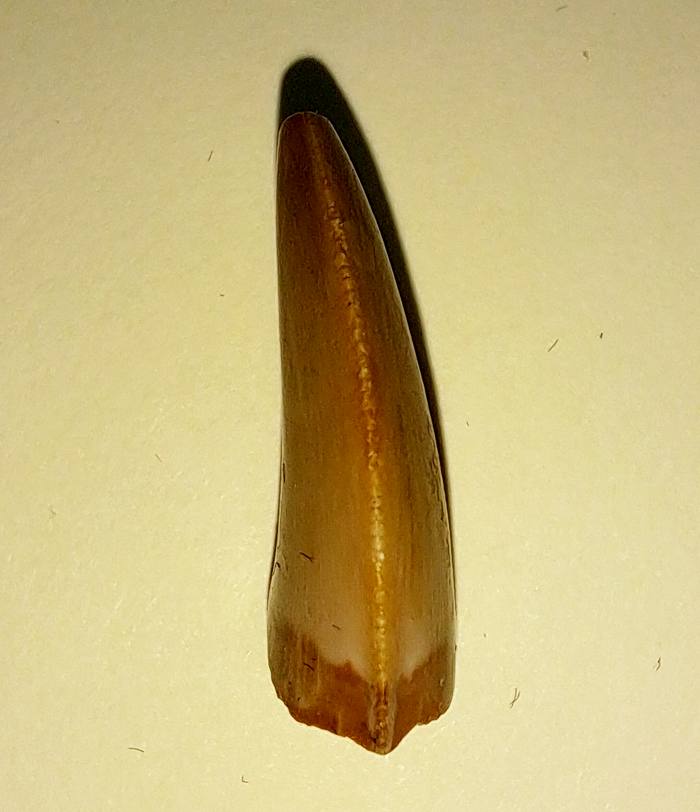 Majungasaurus Tooth