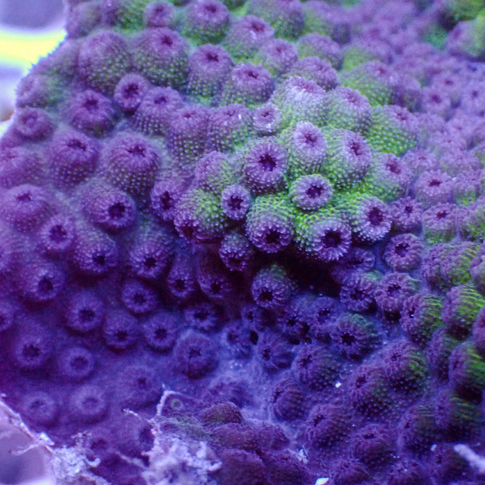 Mardi Gras  Cyphastrea (0.5-1” Frag)