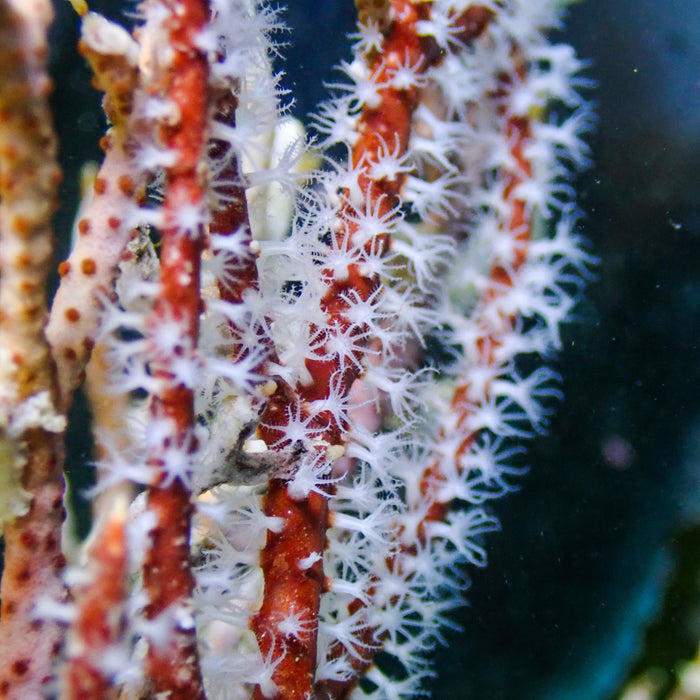 Maroon Sea Finger Gorgonian