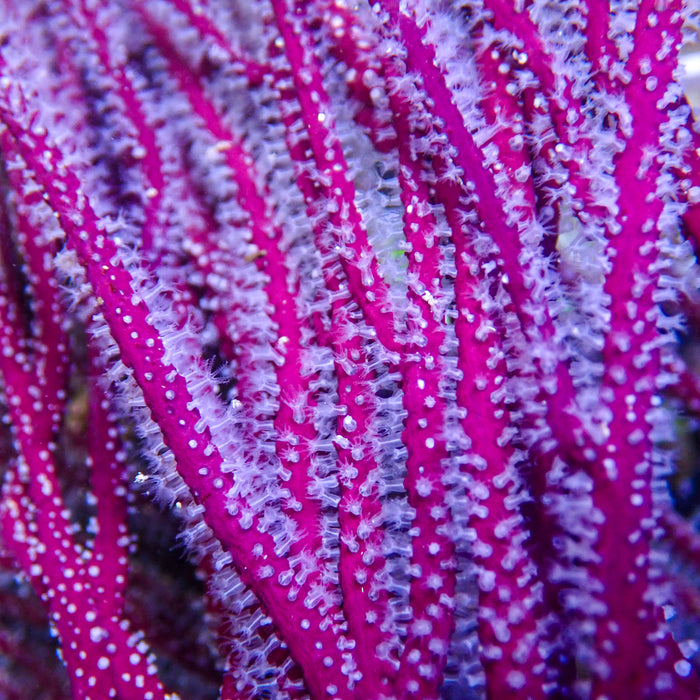Maroon Sea Finger Gorgonian - Corals Anonymous