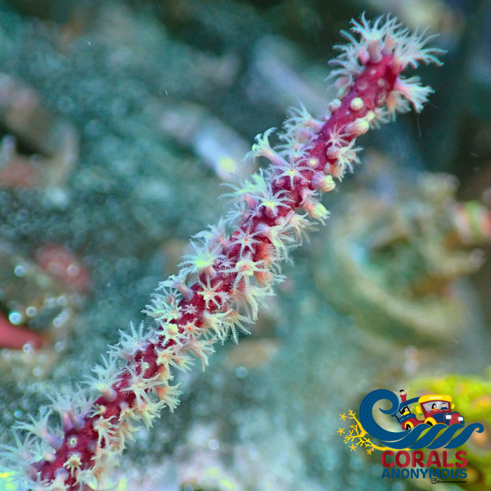 Maroon Sea Finger Gorgonian Gorgonian