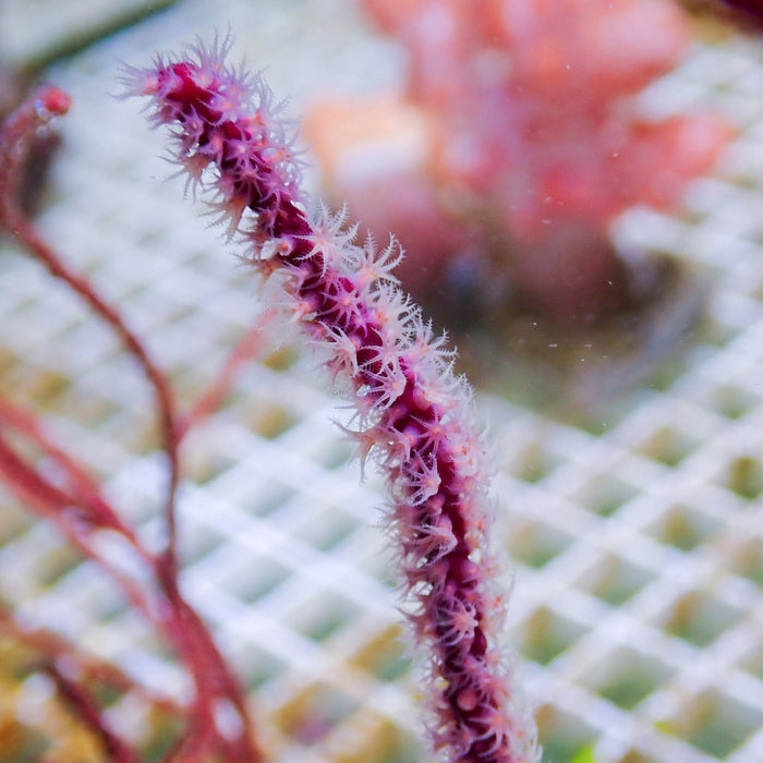 Maroon Sea Finger Gorgonian