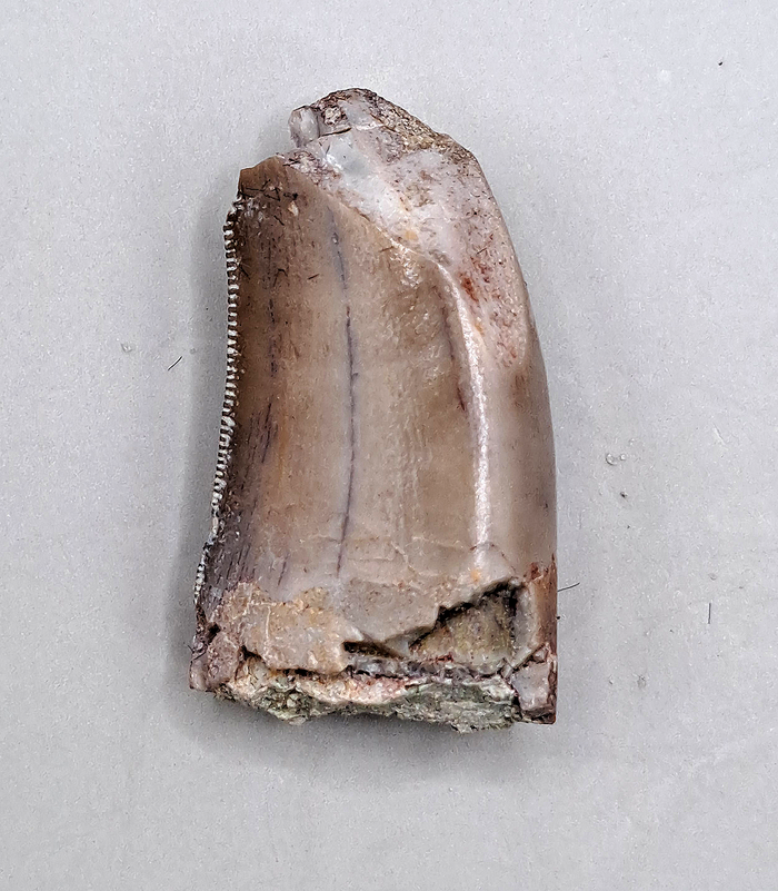 Marshosaurus Tooth, Morrison Formation