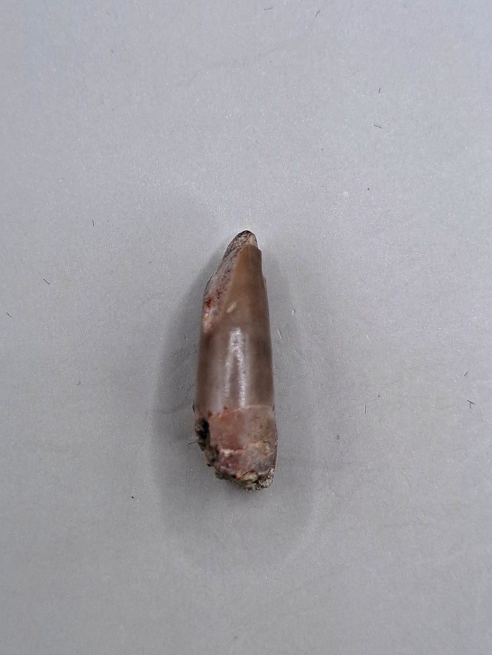 Marshosaurus Tooth, Morrison Formation