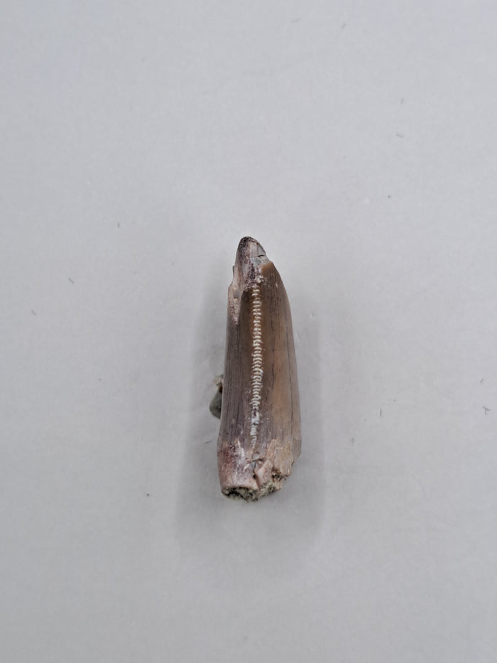 Marshosaurus Tooth, Morrison Formation
