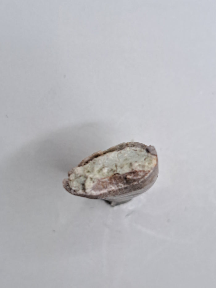 Marshosaurus Tooth, Morrison Formation
