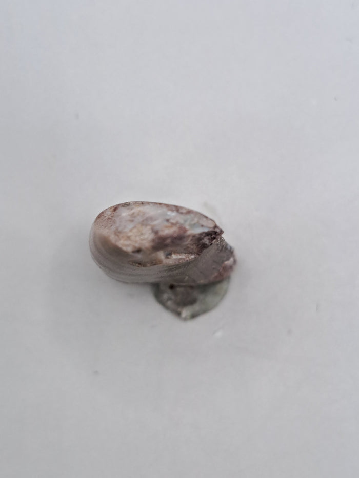 Marshosaurus Tooth, Morrison Formation