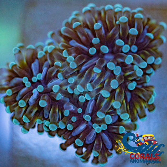 Mini Teal Cristata Torch Torch