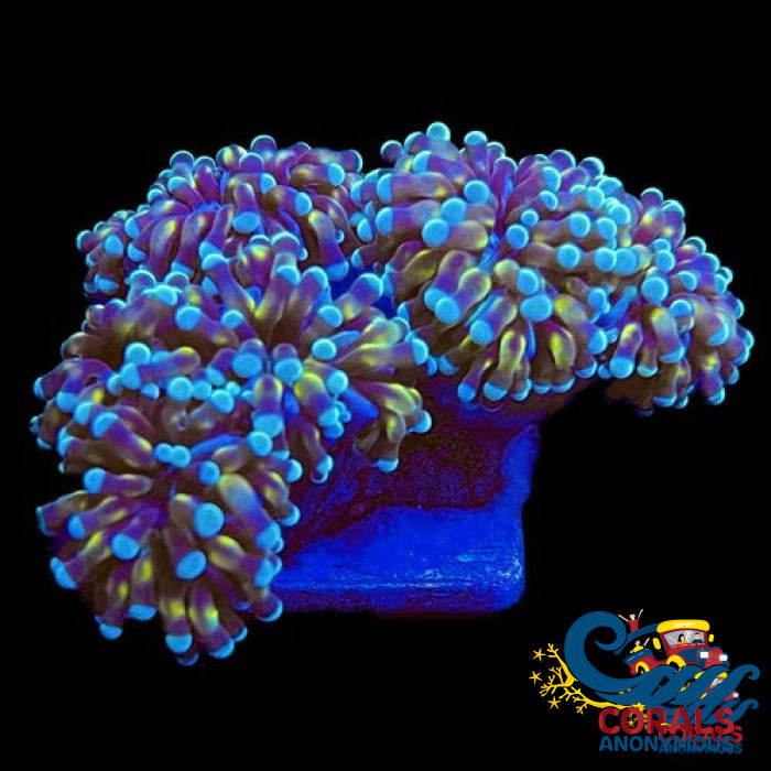 Mini Teal Cristata Torch Torch