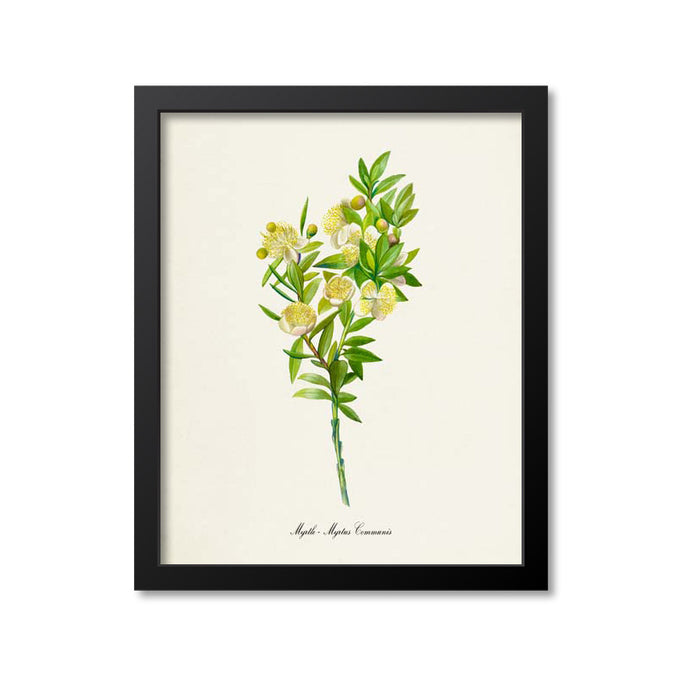Myrtle Botanical Print