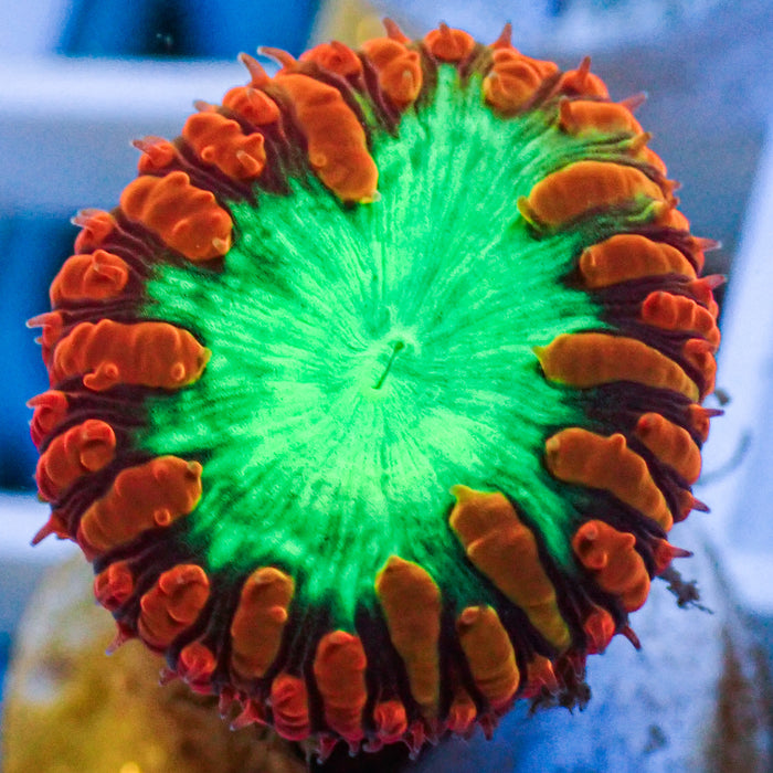 Neon Green and Red Blastomussa (1 Polyp)