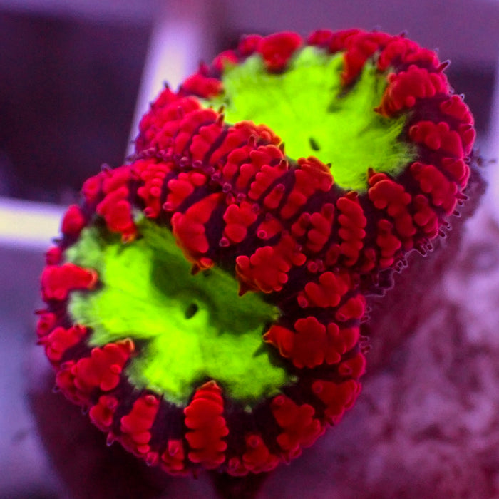 Neon Green and Red Blastomussa (1 Polyp)