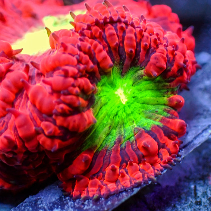 Neon Green and Red Blastomussa (1 Polyp) - Corals Anonymous