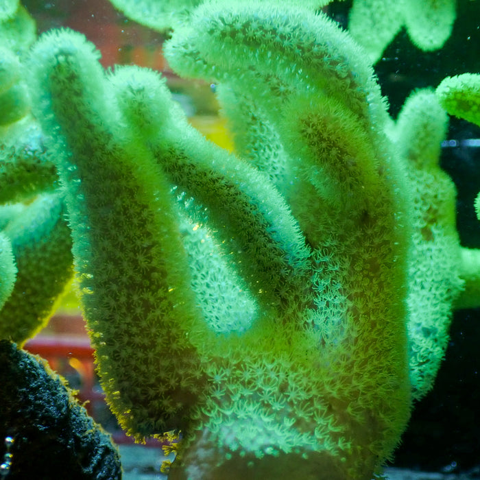 Neon Green Lanky Finger Leather Toadstool (Large, 4-5")
