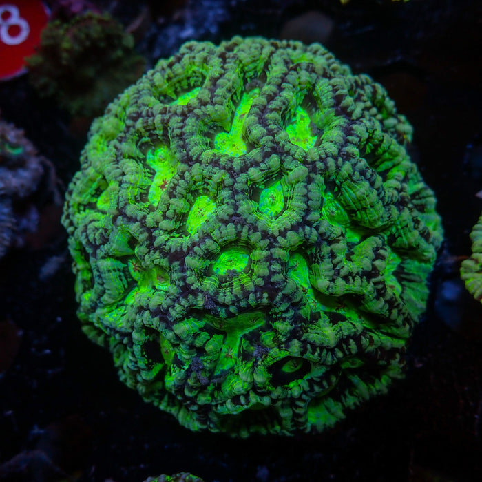 Neon Martian Green Wilsoni - Corals Anonymous