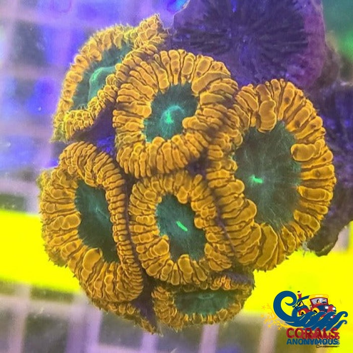 Orange Blastomussa (1 Polyp) Blasto