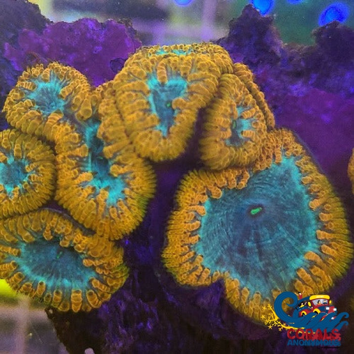 Orange Blastomussa (1 Polyp) Blasto