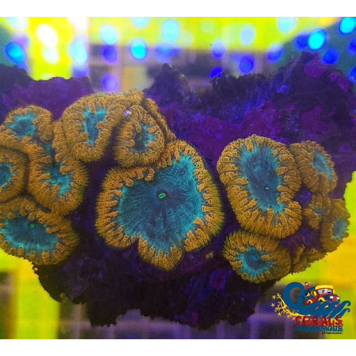 Orange Blastomussa (1 Polyp) Blasto