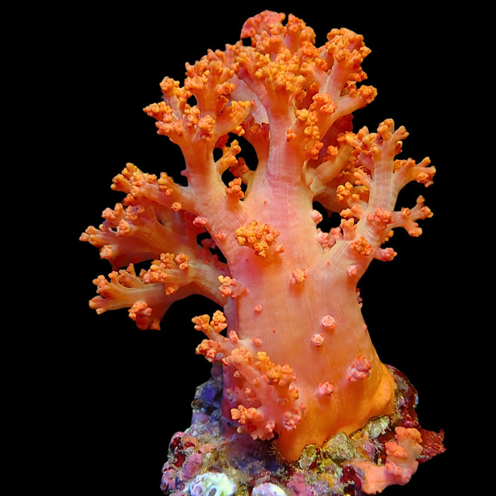 Orangeade Silk Soft Coral (Scleronephthya spp.)