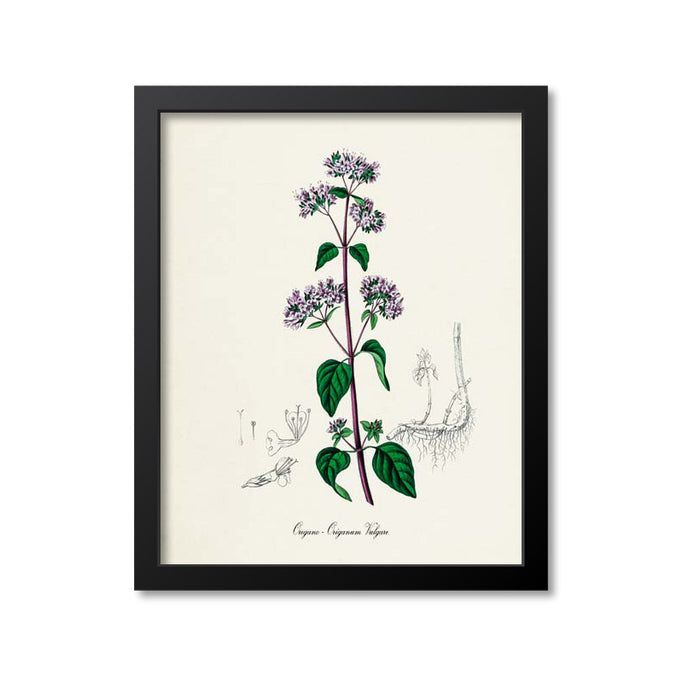 Oregano Botanical Print