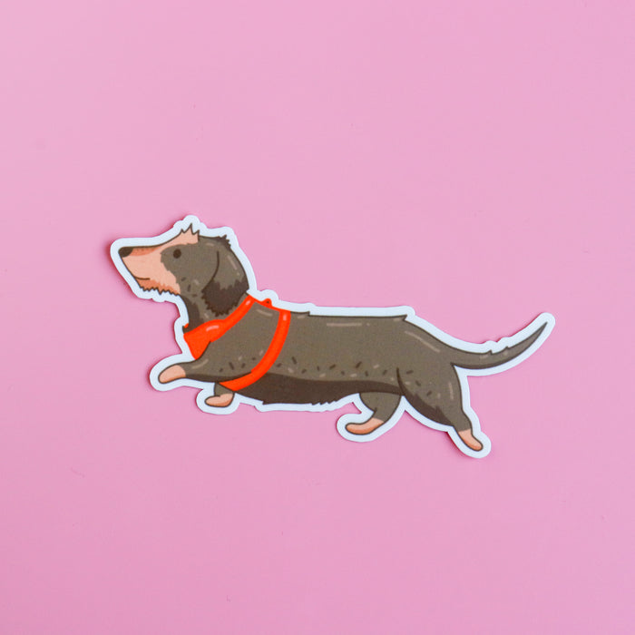 Otis (Wire Haired Dachshund) Sticker