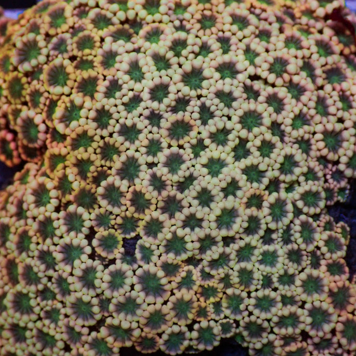 Peach Flower Alveopora (0.5-1" Frag) - Corals Anonymous