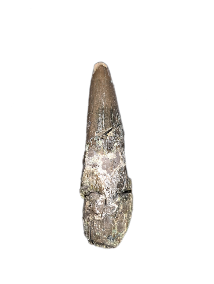 Phytosaur Tooth, Chinle Formation