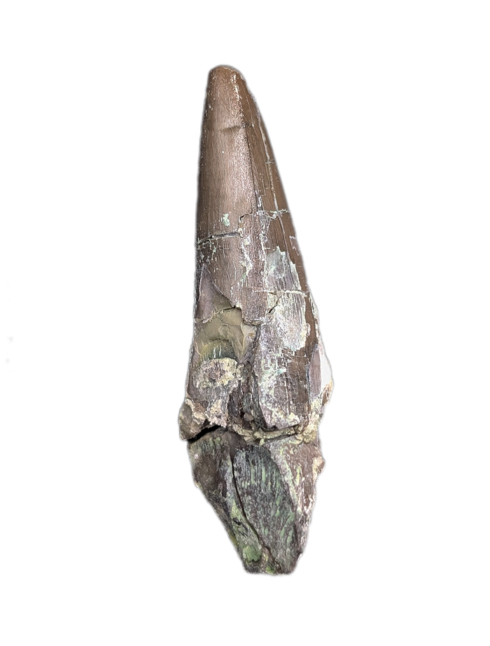 Phytosaur Tooth, Chinle Formation