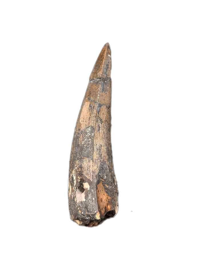 Phytosaur Tooth, Chinle Formation