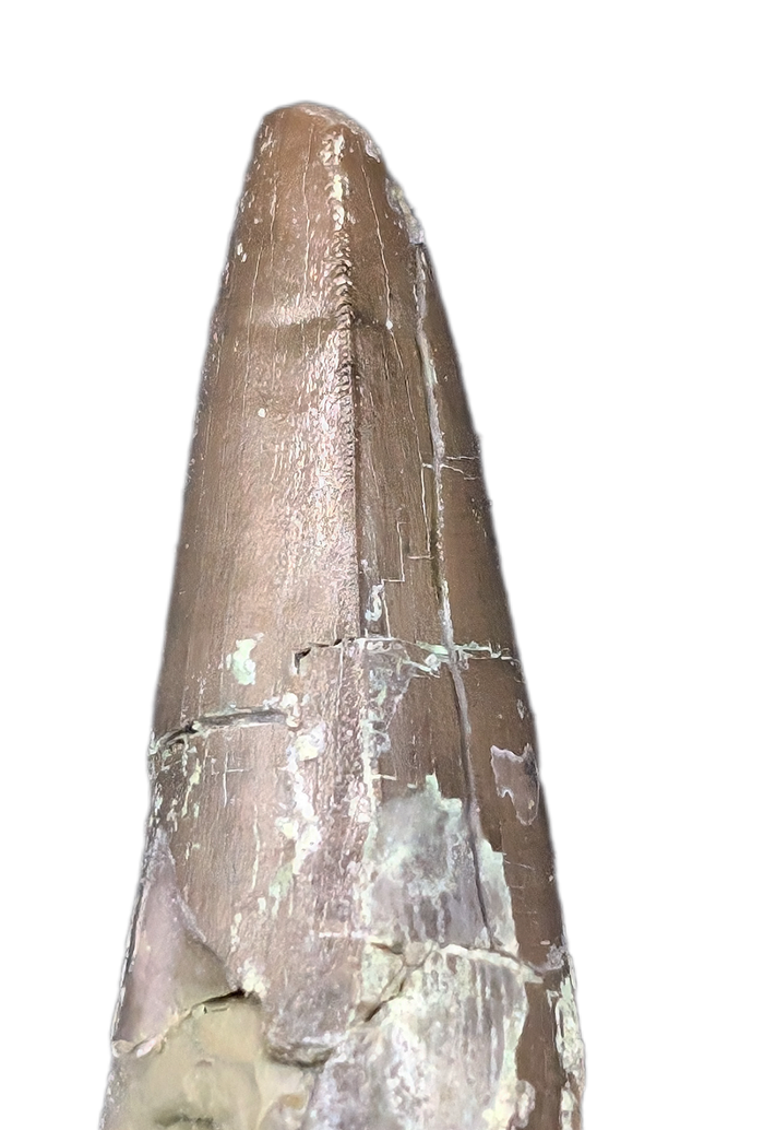 Phytosaur Tooth, Chinle Formation