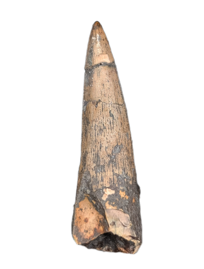 Phytosaur Tooth, Chinle Formation