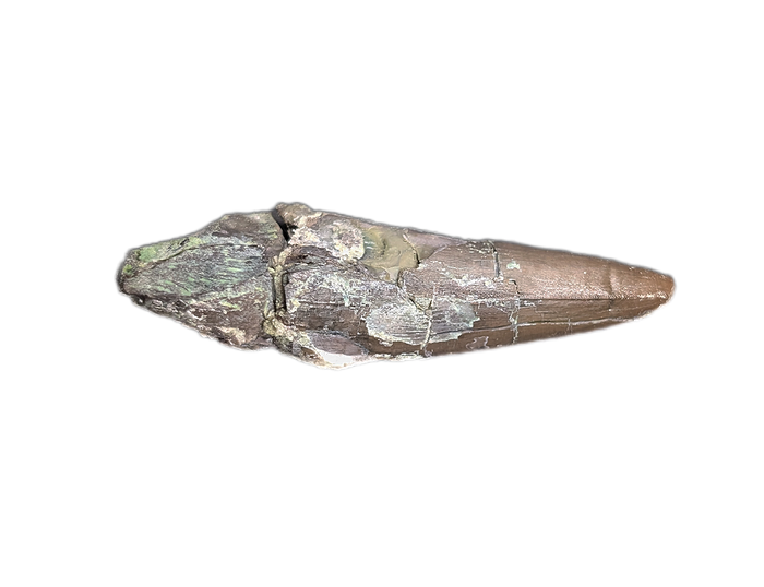 Phytosaur Tooth, Chinle Formation