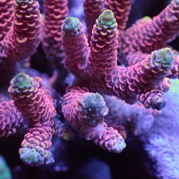 Pink Carnival Rainbow Acropora (1” frag) - Corals Anonymous