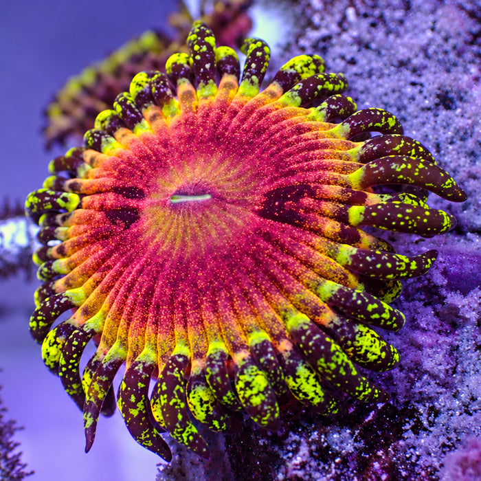 Pink Diamond Zoa