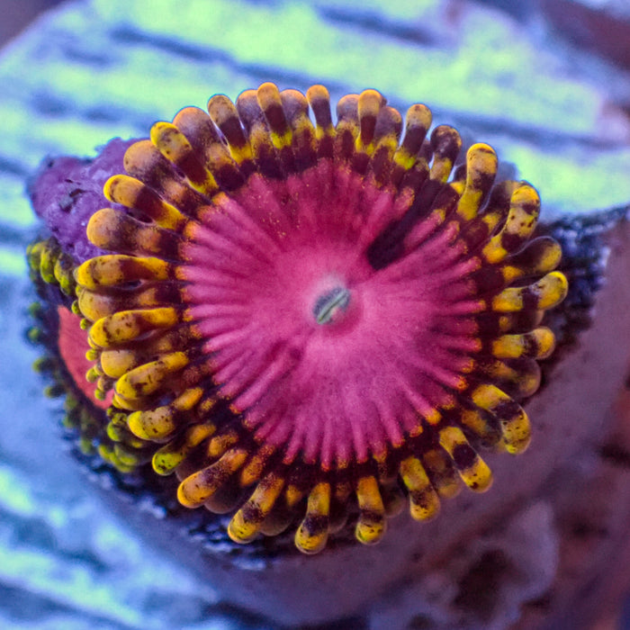 Pink Diamond Zoa - Corals Anonymous