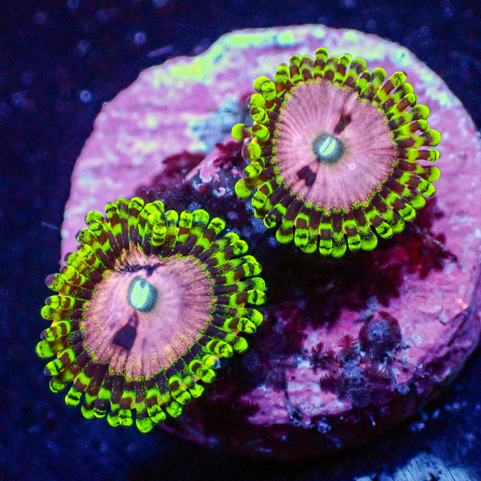 Pink Diamond Zoa (2-3 Polyps) - Corals Anonymous