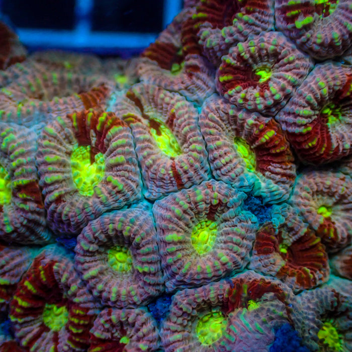Pink Martini Rainbow Favia (2-3 Polyps) (❤️Holiday Special!) - Corals Anonymous