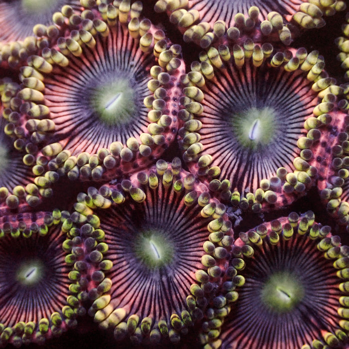 Pink Mistress Zoa (10-15 Polyps colony) - Corals Anonymous