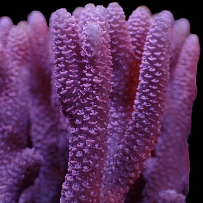 Pink Passion Acropora (1" Frag) - Corals Anonymous