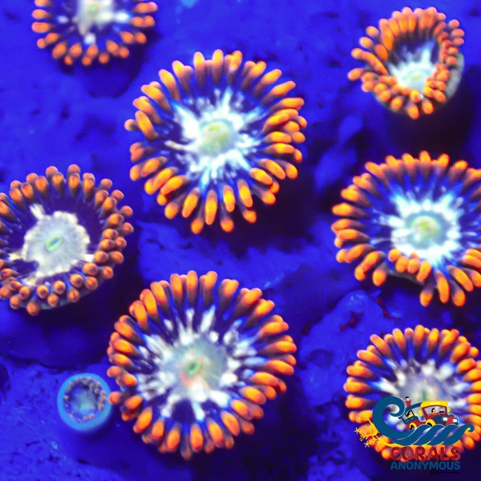 Psycho Splash Zoa (2-3 Polyps) Zoa