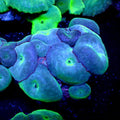 Pure Blue Discosoma Mushroom - Corals Anonymous