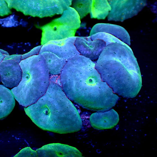 Pure Blue Discosoma Mushroom - Corals Anonymous