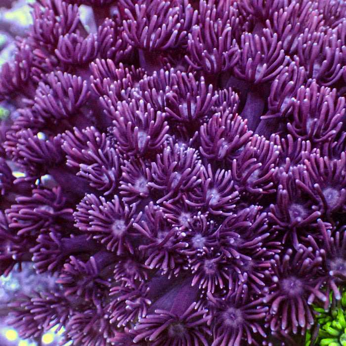 Purple Goniopora (0.5-1” Frag) - Corals Anonymous