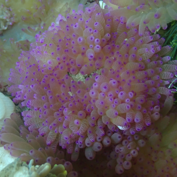 Lavender Haze Sebae Anemone (2-3”) - Corals Anonymous